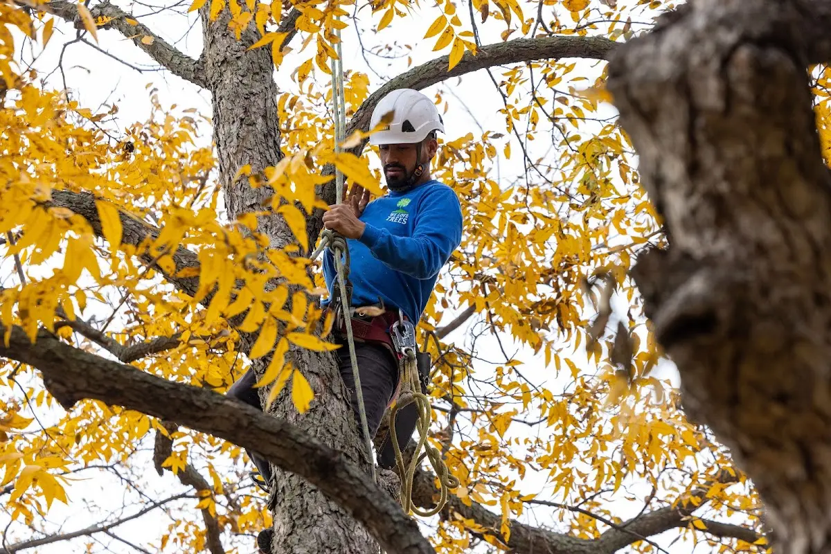 Skilled Tree Trimming crew working in Hamburg